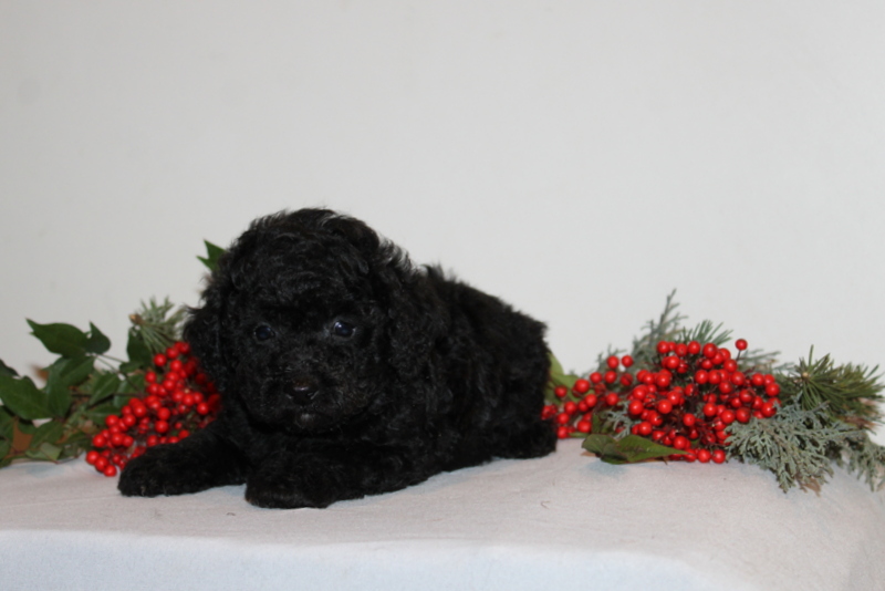 puppy, for, sale, Toy Poodle, Matthew B. Stoltzfus, dog, breeder, Gap, PA, dog-breeder, puppy-for-sale, forsale, nearby, find, puppyfind, locator, puppylocator, aca